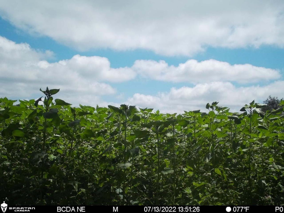 RaKK Fuel Hunters Haven 1/4 Acre Food Plot/Cover Screen/Wildlife Blend Large