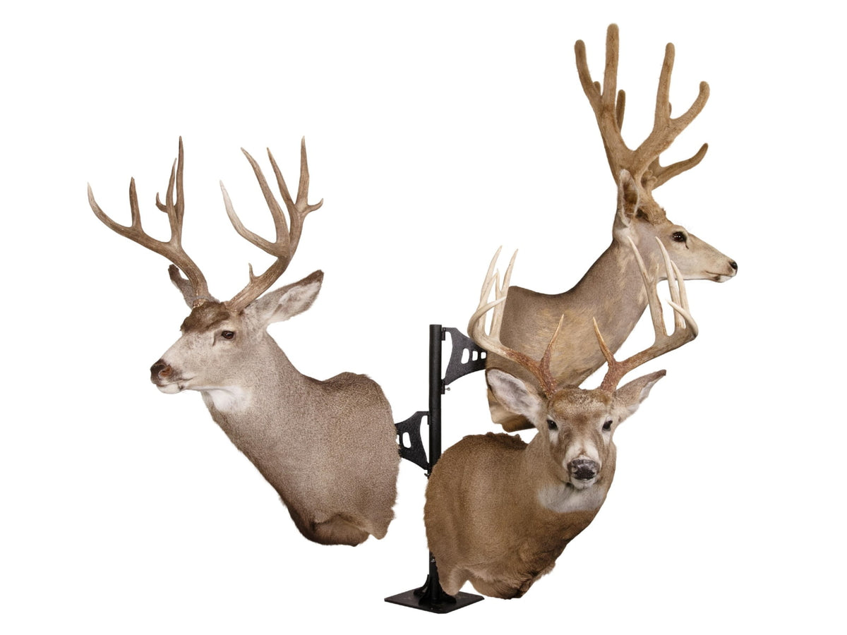 Skull Hooker Trophy Tree Shoulder Pedestal Mount Black SKH-STTSM-BLK