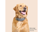 SpotOn Fence GPS Dog Fence Collar