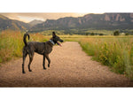 SpotOn Fence GPS Dog Fence Collar