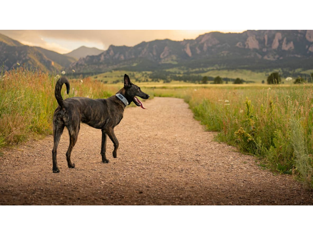 SpotOn Fence GPS Dog Fence Collar