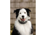 SpotOn Fence GPS Dog Fence Collar