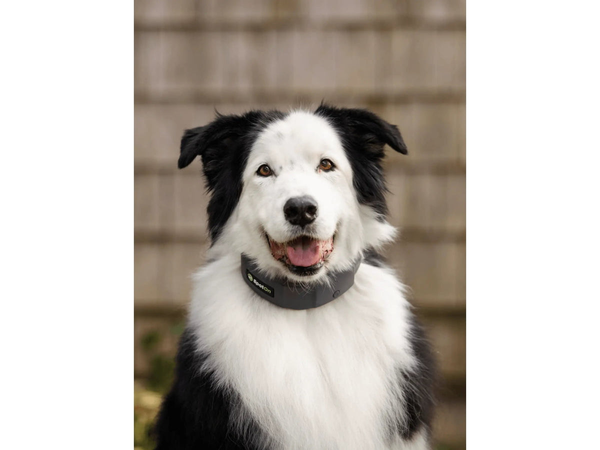 SpotOn Fence GPS Dog Fence Collar