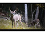 Wildgame Innovations ZeroTrace PureION Field Generator Camo WGI-WGIPG0001