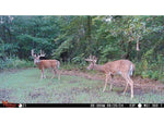 Wildgame Innovations ORBIT 360-degree Cellular Camera - 2 Pack Camo WGI-ORB360
