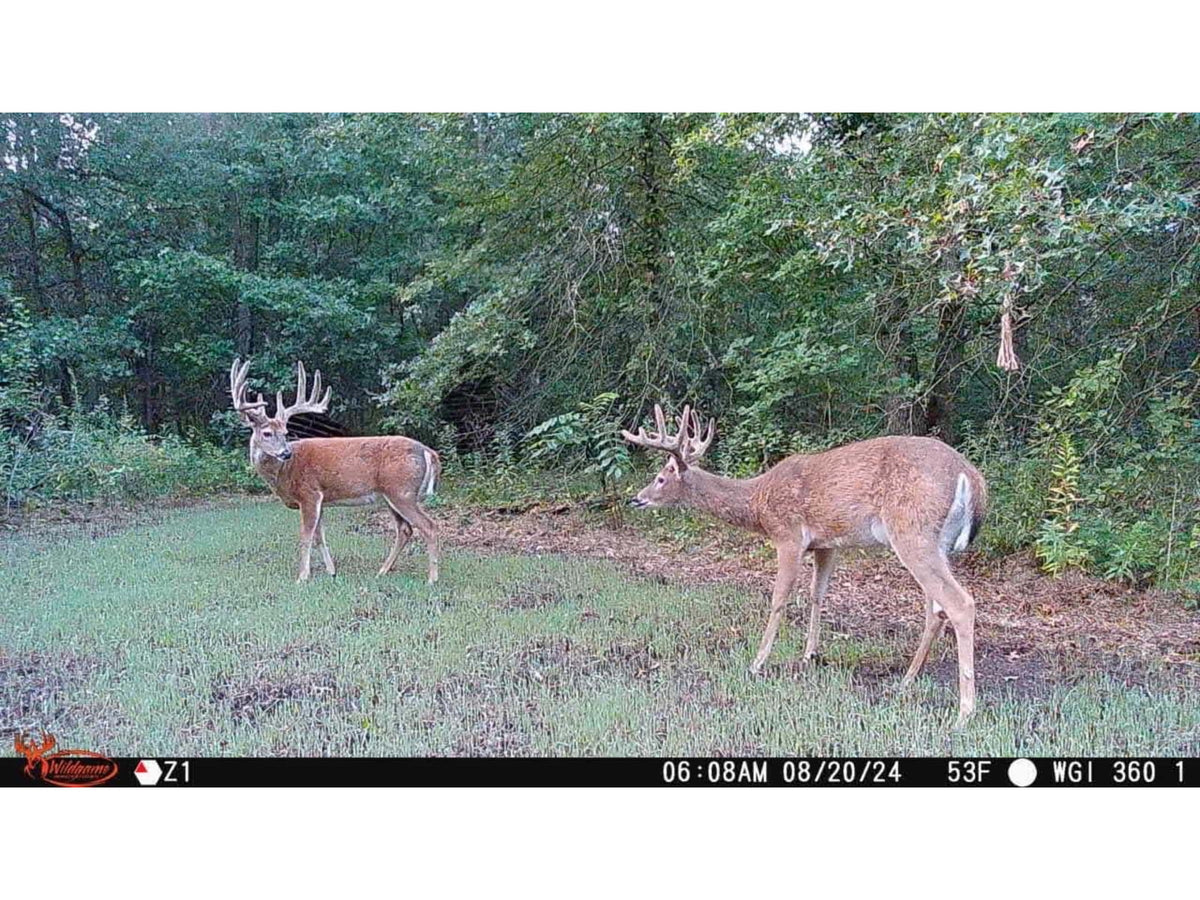Wildgame Innovations ORBIT 360-degree Cellular Camera - 2 Pack Camo WGI-ORB360