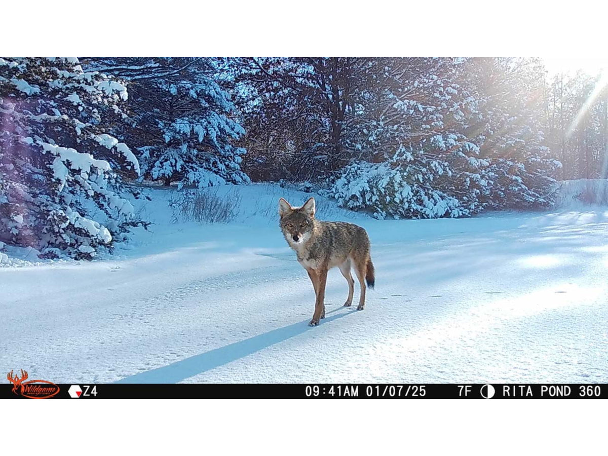 Wildgame Innovations ORBIT 360-degree Cellular Camera - 2 Pack Camo WGI-ORB360