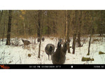 Wildgame Innovations TERRA XT 2.0 Cellular Camera Camo WGI-TERACC2