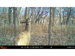 Wildgame Innovations TERRA XT 2.0 Cellular Camera Camo WGI-TERACC2