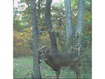 Wildlife Research Center 393 ACTIVE-BRANCH MOCK SCRAPE KIT 393
