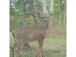 Wildlife Research Center 393 ACTIVE-BRANCH MOCK SCRAPE KIT 393