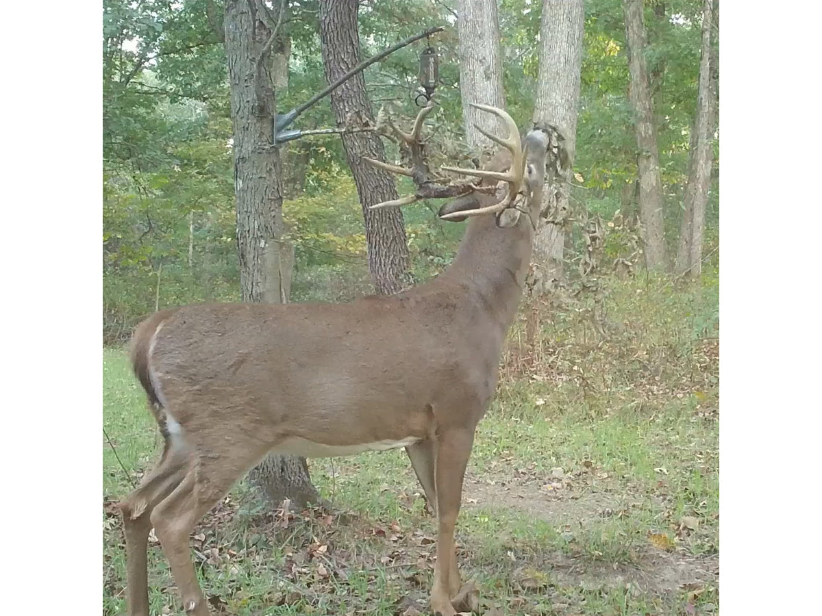 Wildlife Research Center 393 ACTIVE-BRANCH MOCK SCRAPE KIT 393