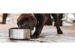 Yeti Boomer 4 Dog Bowl