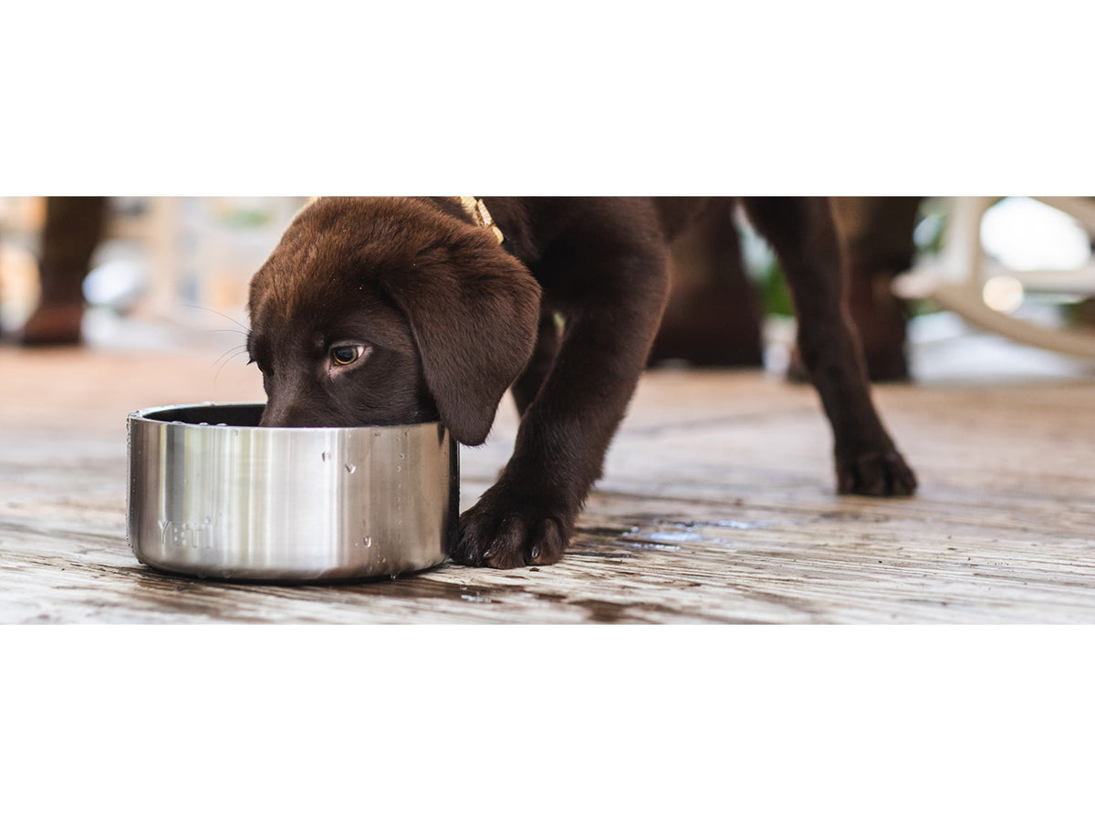 Yeti Boomer 4 Dog Bowl