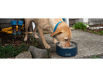 Yeti Boomer 4 Dog Bowl