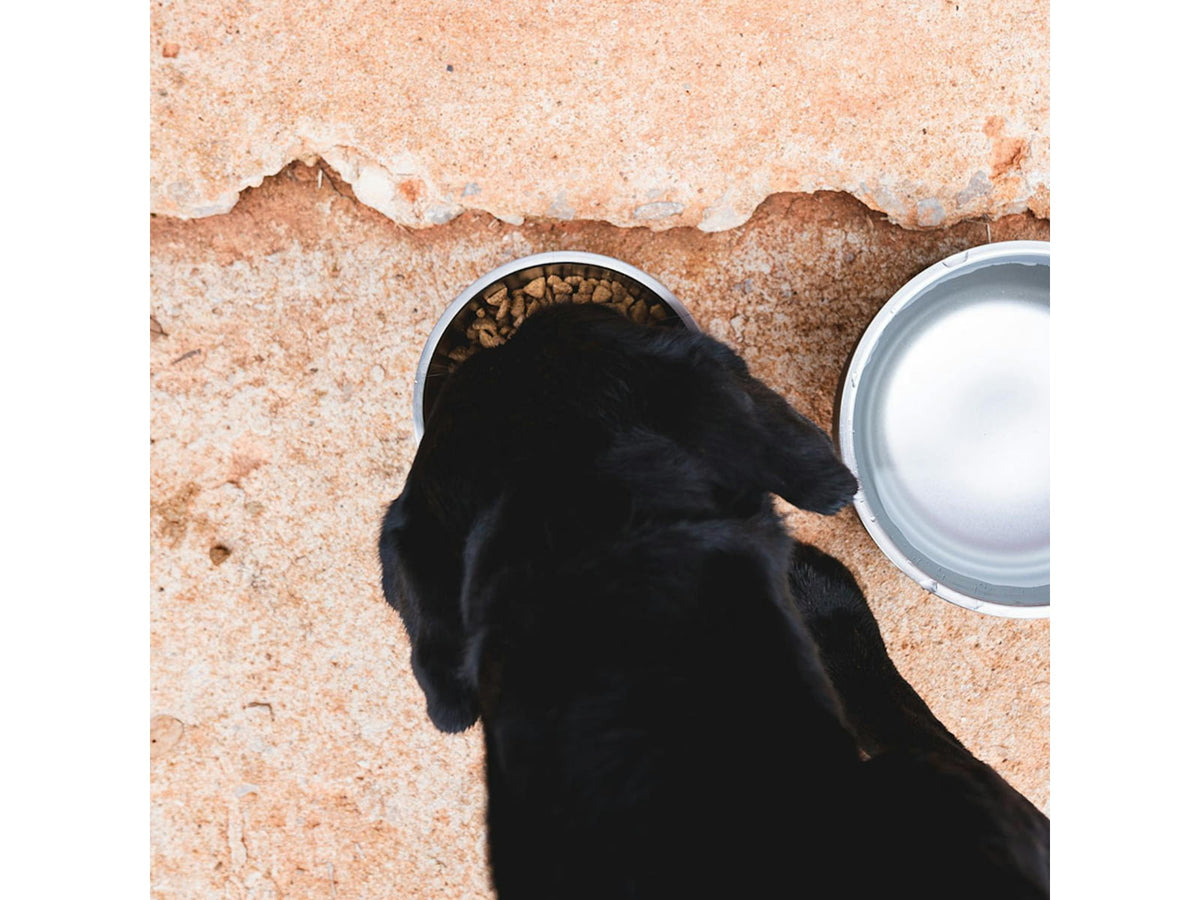 Yeti Boomer 4 Dog Bowl